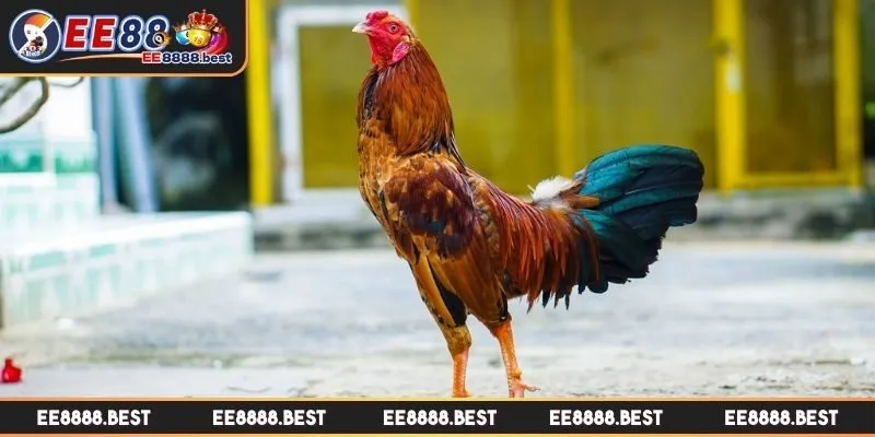 Cách chăm gà chọi tăng năng suất làm chủ cuộc chơi